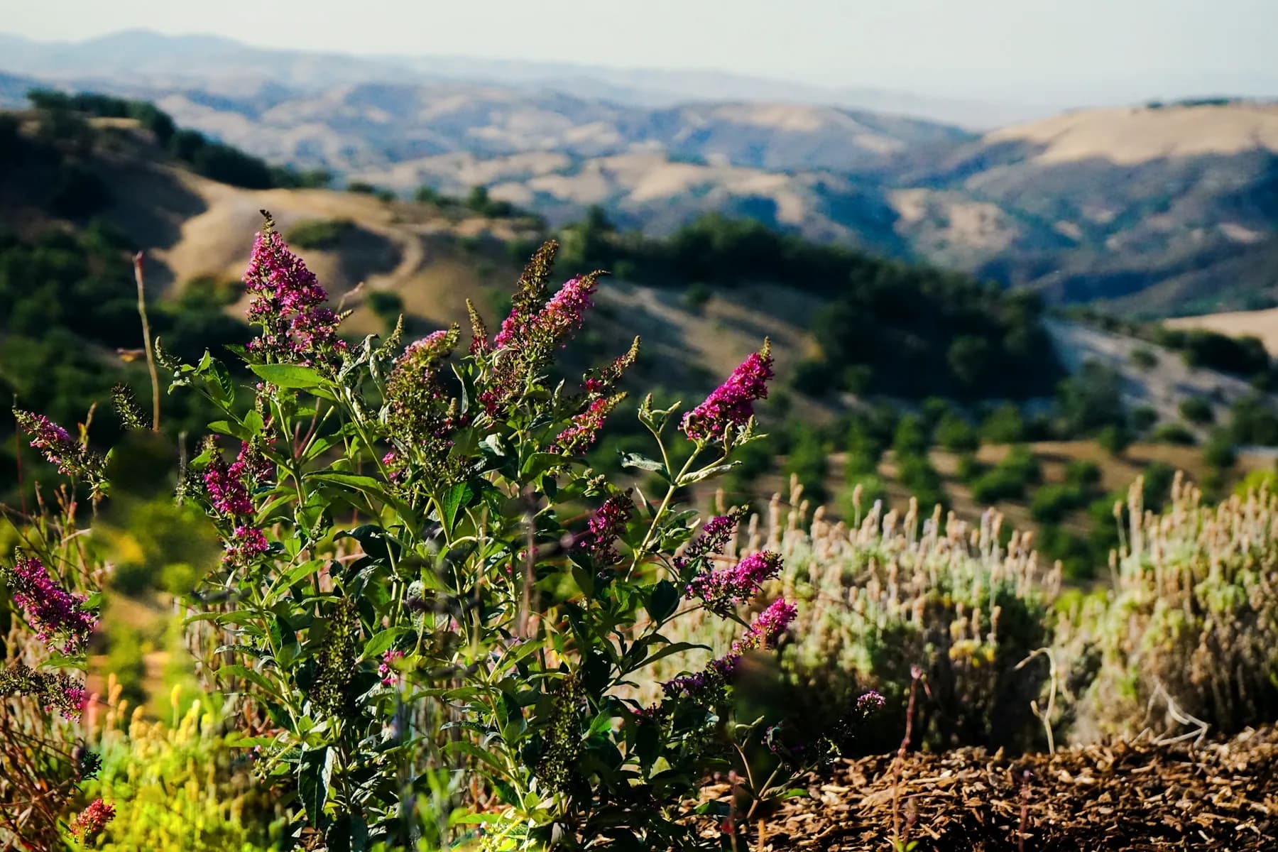 The top terrace planting glowing against golden hills in evening light
