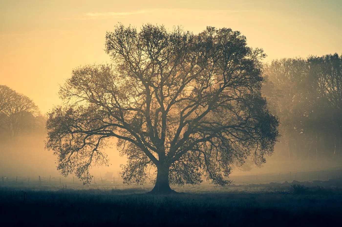 A bare valley oak standing in golden January fog