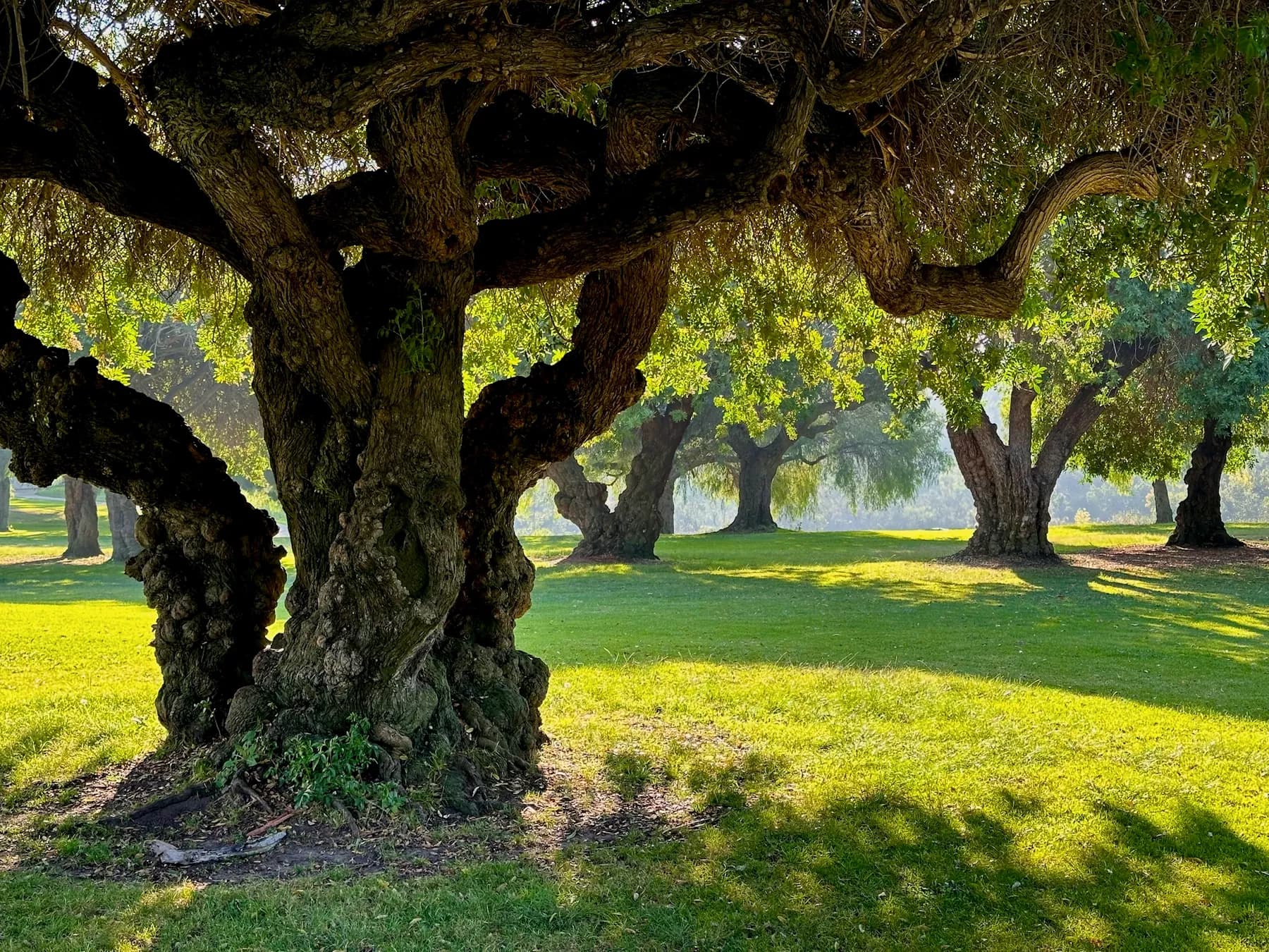 Valley oaks standing over the lawn the owners had been mowing for years