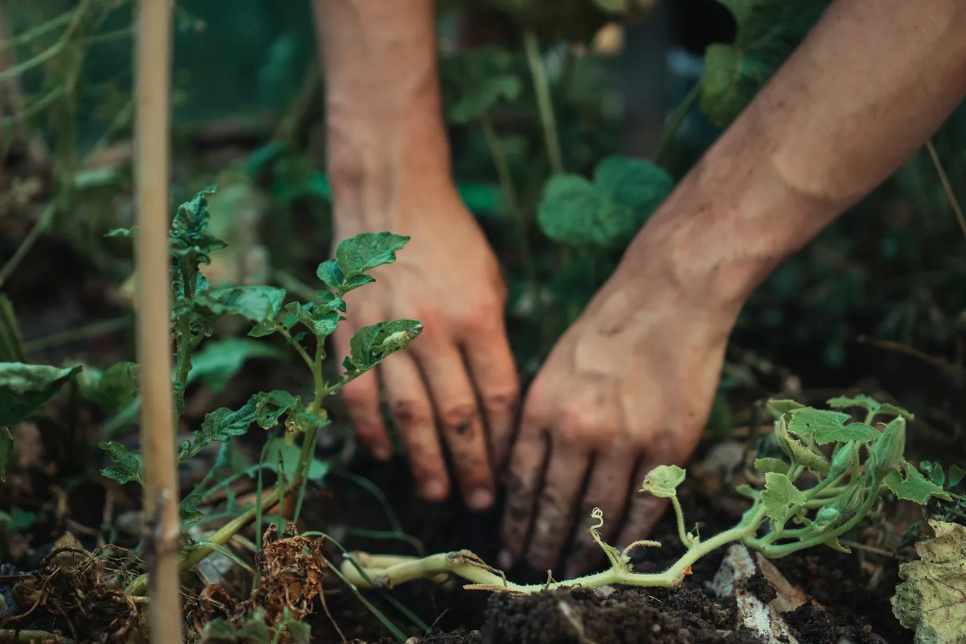 Hands settling a young plant into the soil