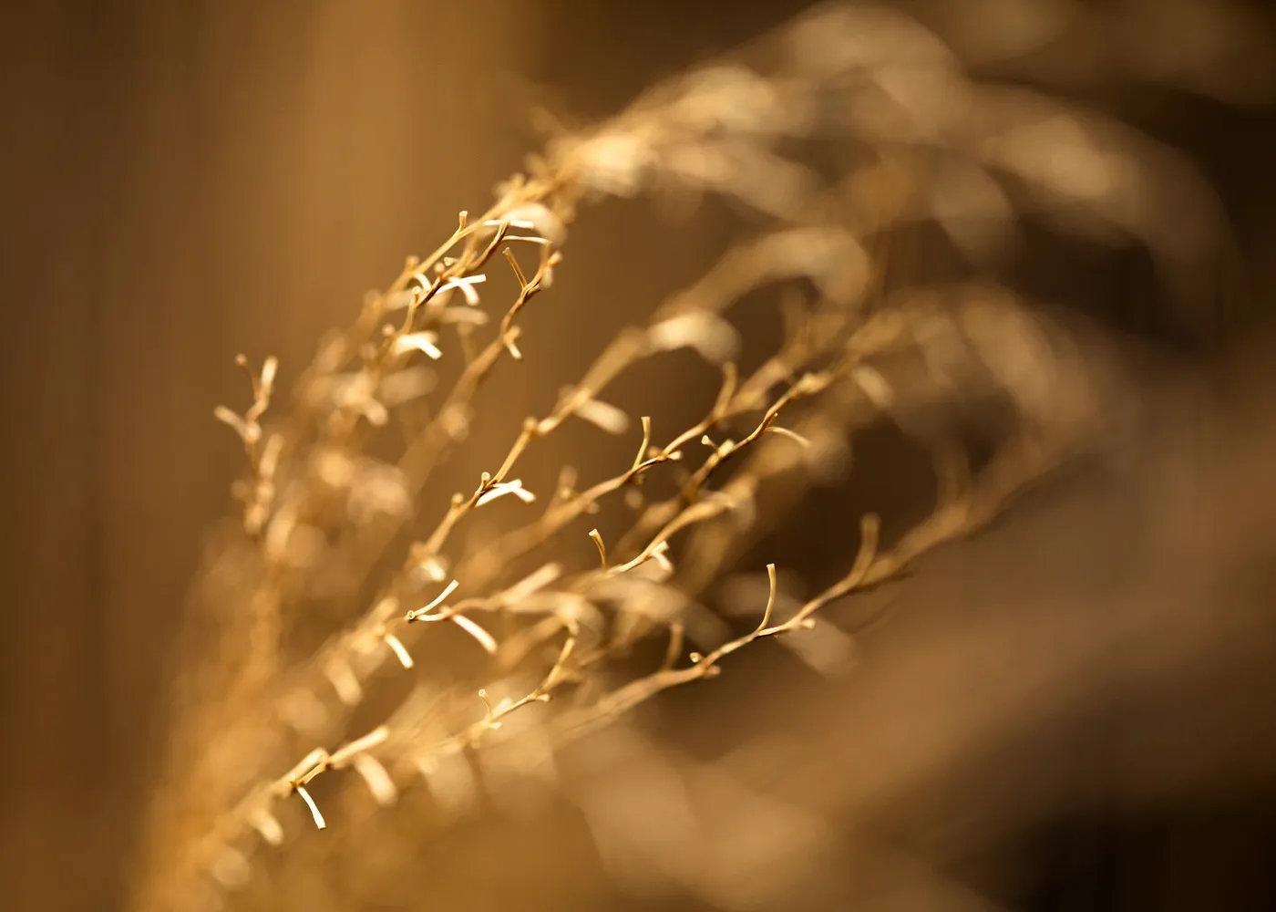 Grass seedheads glowing gold in low backlight