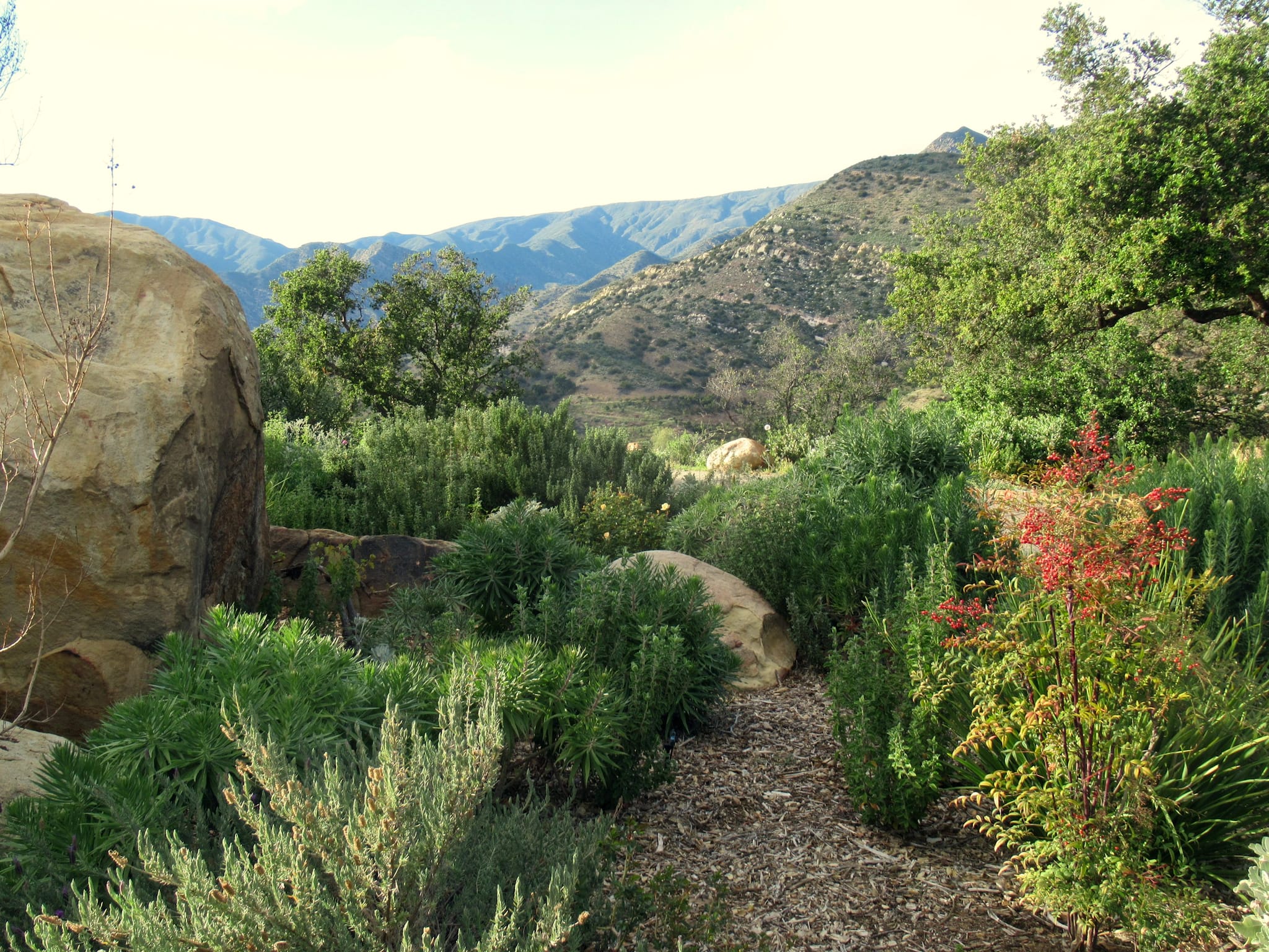 A native garden path between rosemary and boulders, looking over golden canyon hills